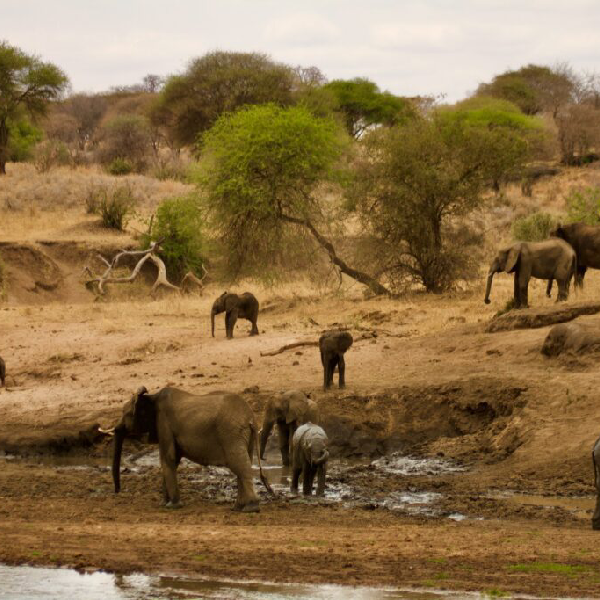 12 DAYS COMBINED KENYA AND TANZANIA ADVENTURE